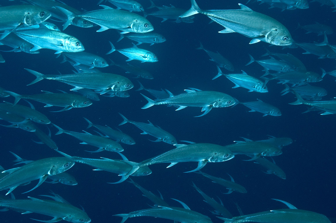 102 jack fish,Galapagos.jpg